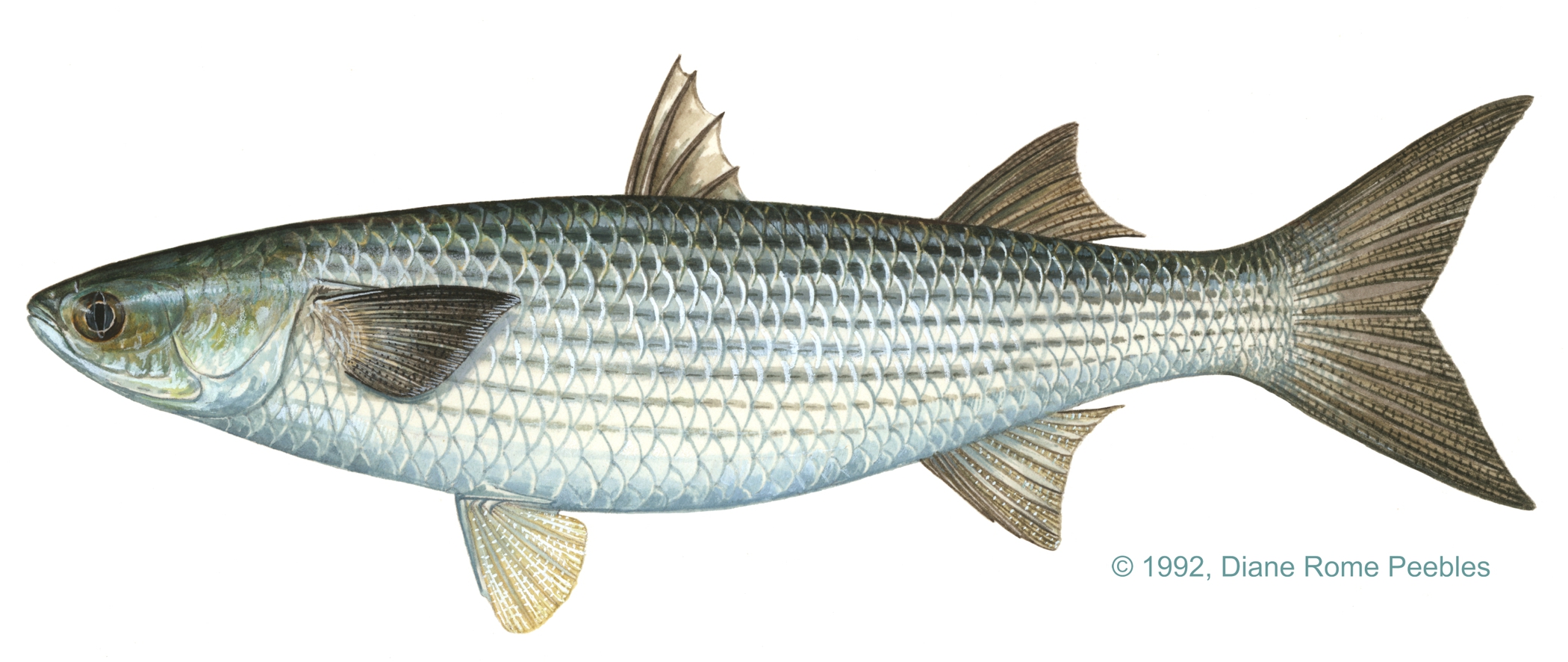 Striped Mullet